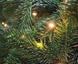 A close crop of lights in the branches of a Christmas tree